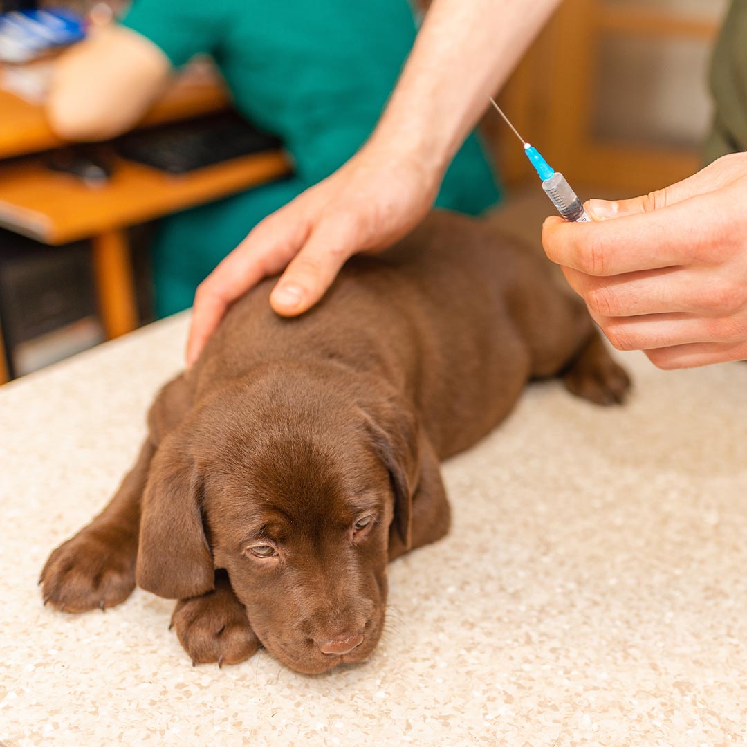 pet-vaccines Puppy Getting A Vaccination