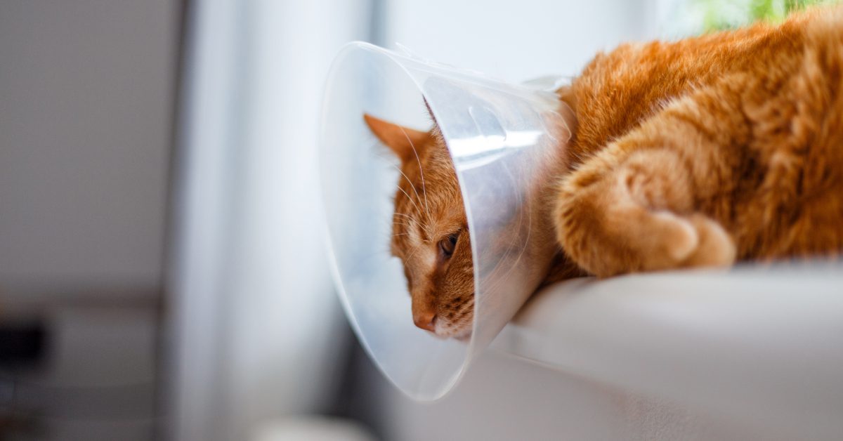 red tabby cat laying on furniture in Elizabethan collar after surgery