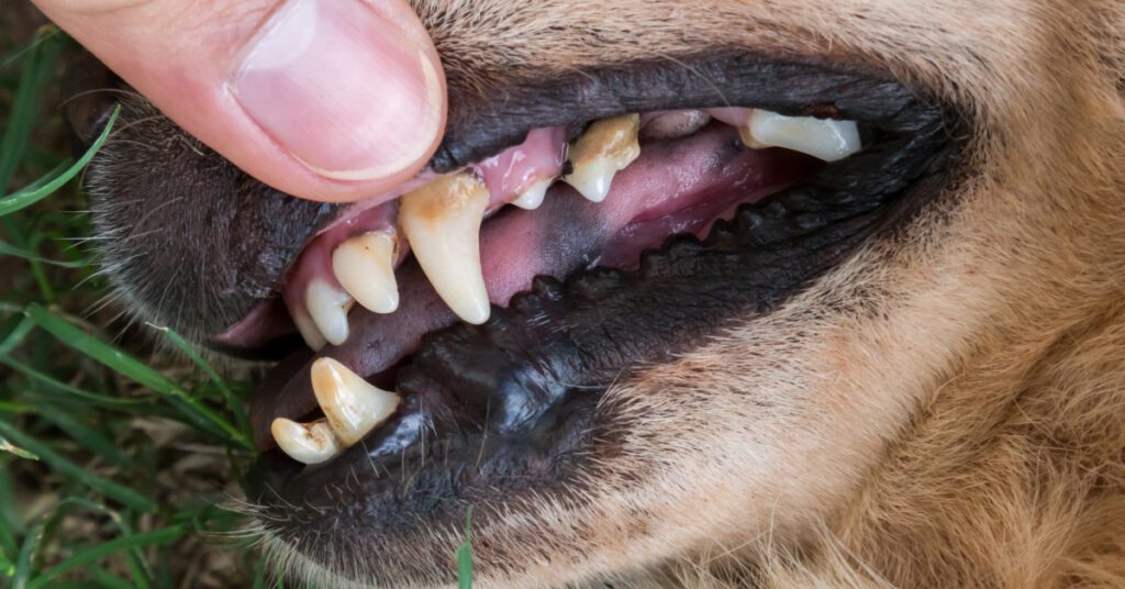 lip lifted up on brown dog to show brown tartar accumulation on teeth