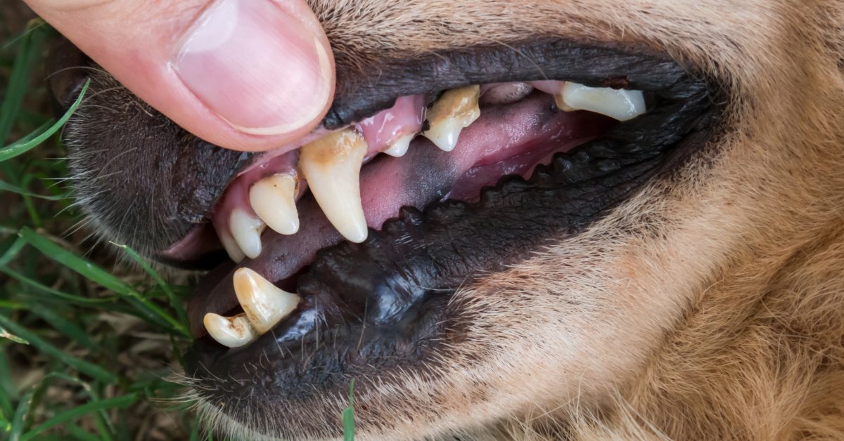 lip lifted up on brown dog to show brown tartar accumulation on teeth