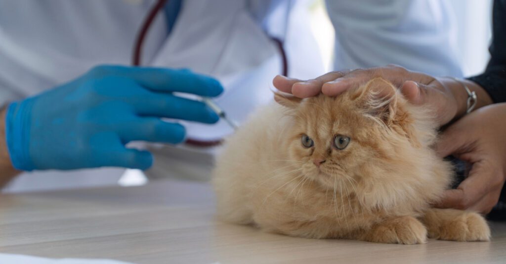 veterinarian giving fluffy orange Persian kitten a vaccine