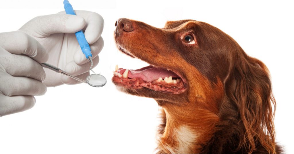 vet getting ready to examine dog's teeth