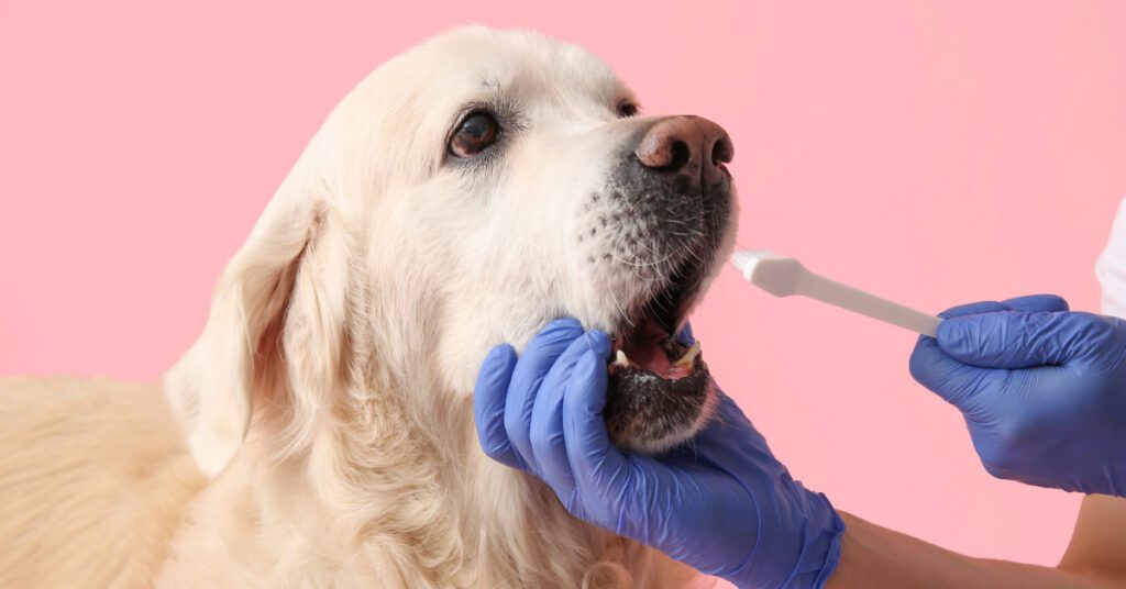 vet getting ready to brush labrador retriever dog's teeth