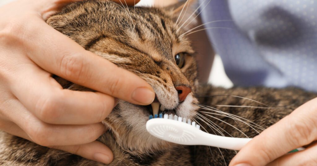 owner trying to brush cat's teeth