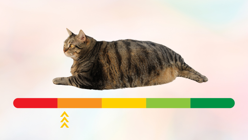 Overweight cat above a sliding scale indicating obesity