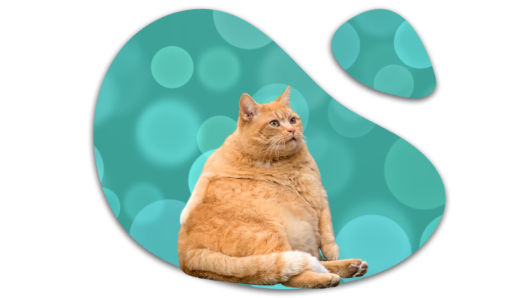 Overweight orange cat illustrating feline weight concerns in South San Francisco