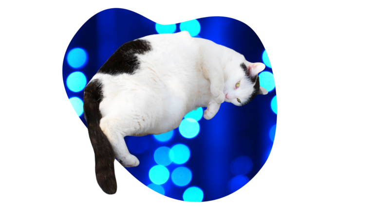 Obese black and white cat featured in weight education from TotalCare Veterinary & Surgical Center