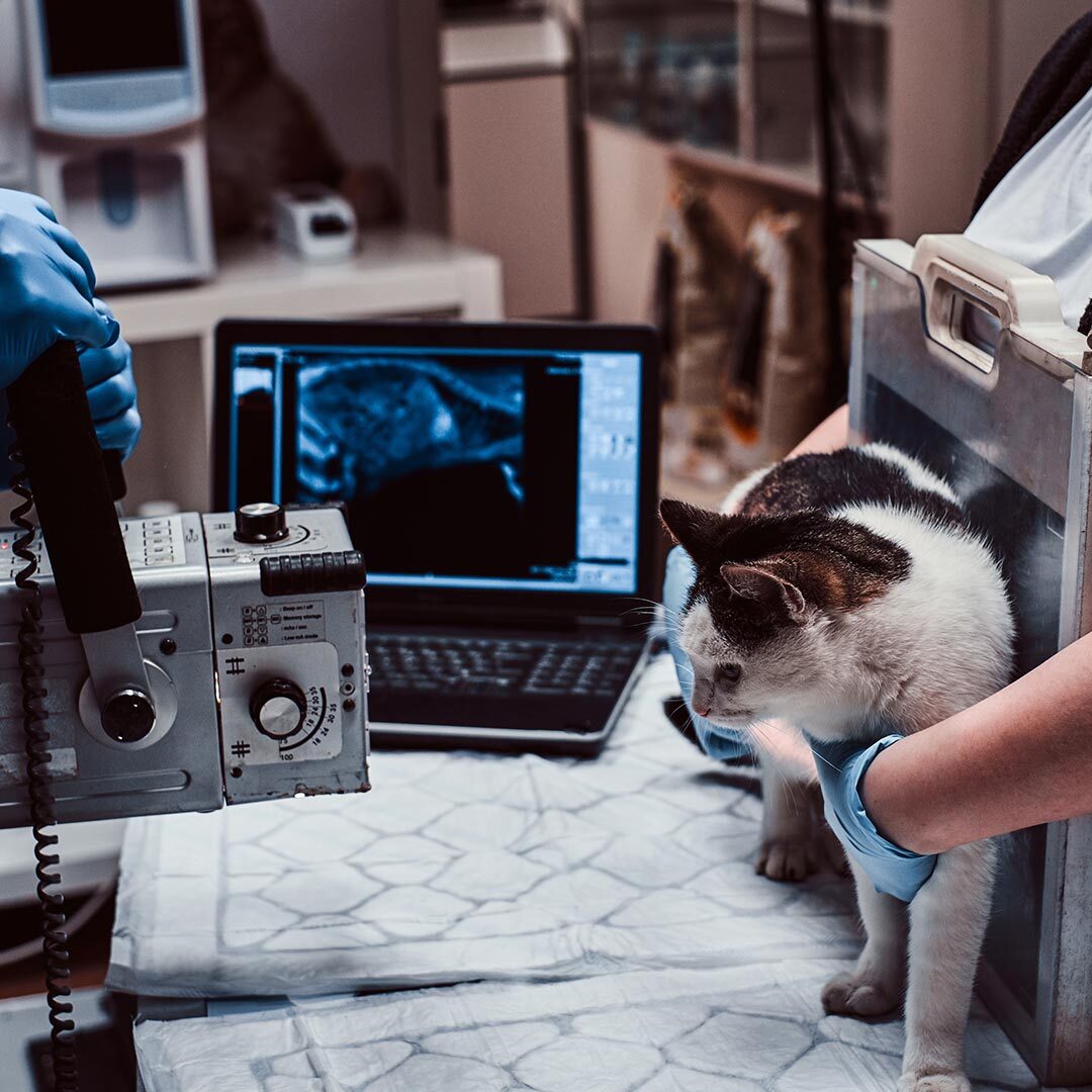 Cat And Dog Diagnostics In San Francisco Ca
