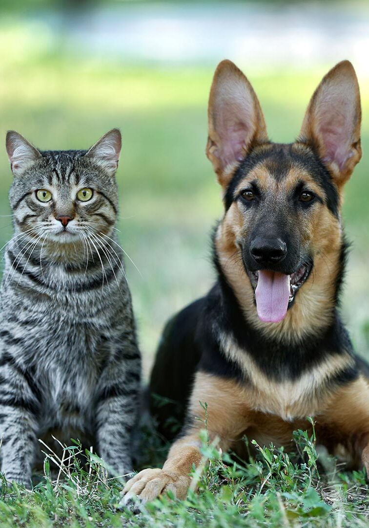 Cat And Dog Outside In Grass