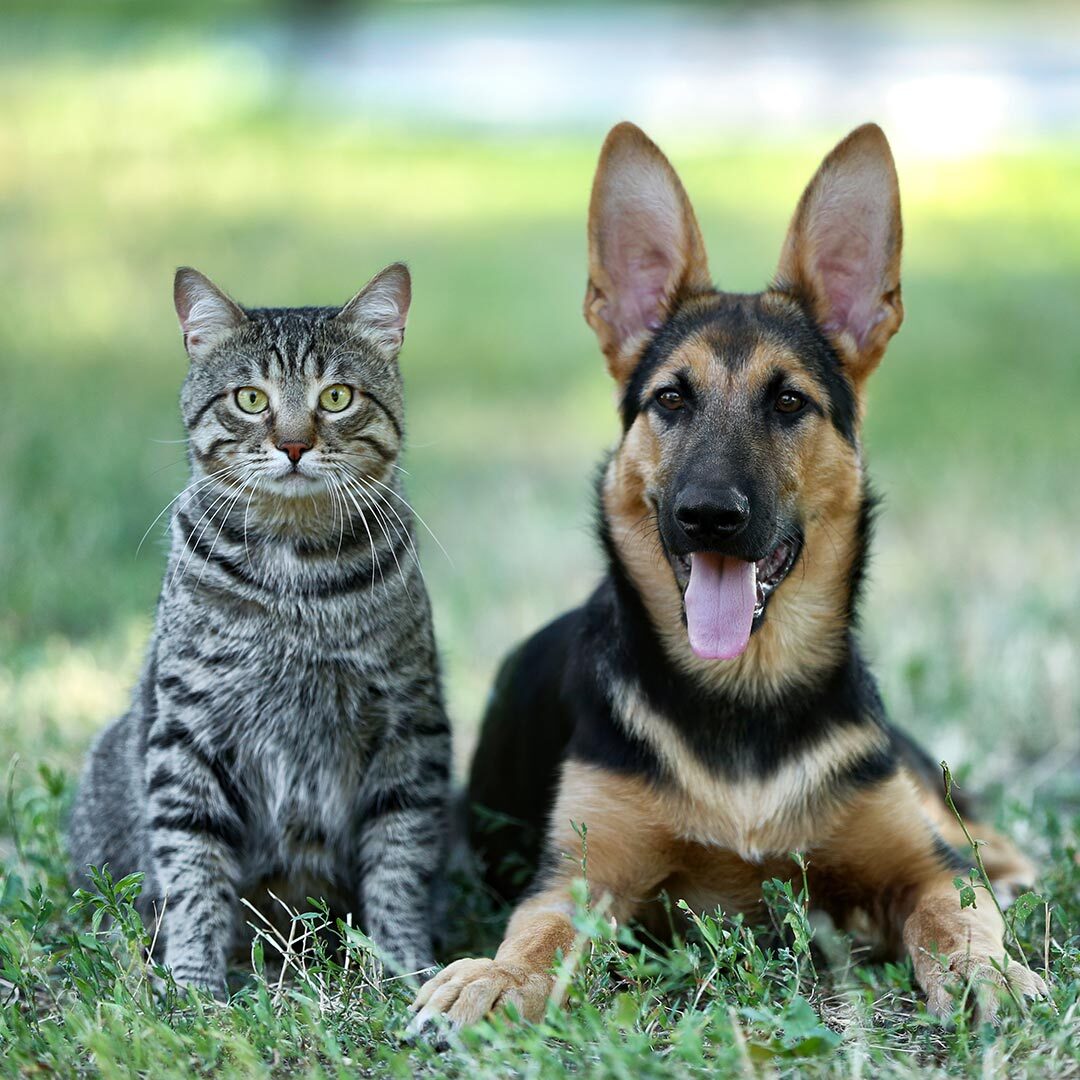 Cat And Dog Outside In Grass