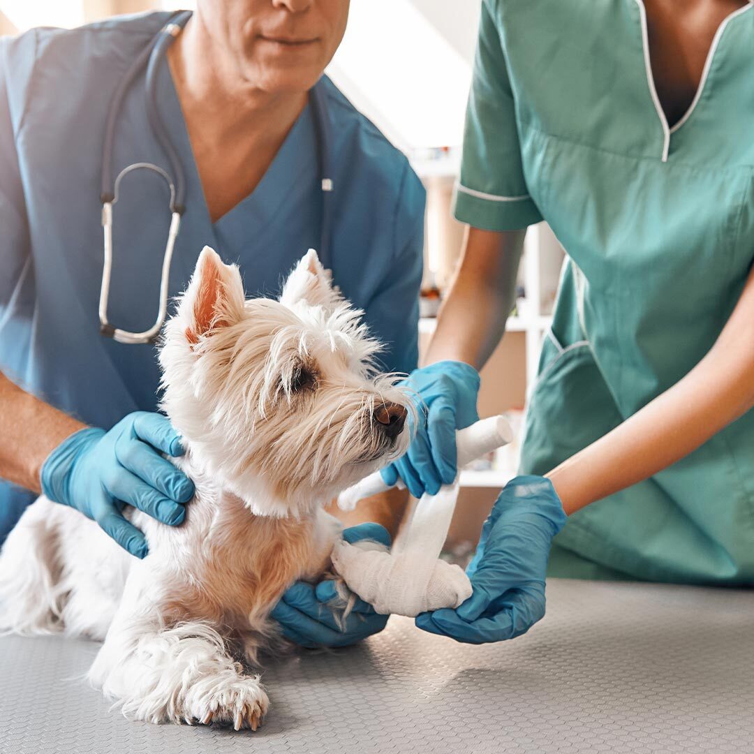 Doctor And Nurse Wrapping Dogs Leg In Bandage