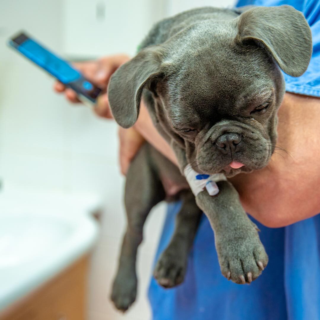 Doctor Holding Small Puppy And Using Smartphone