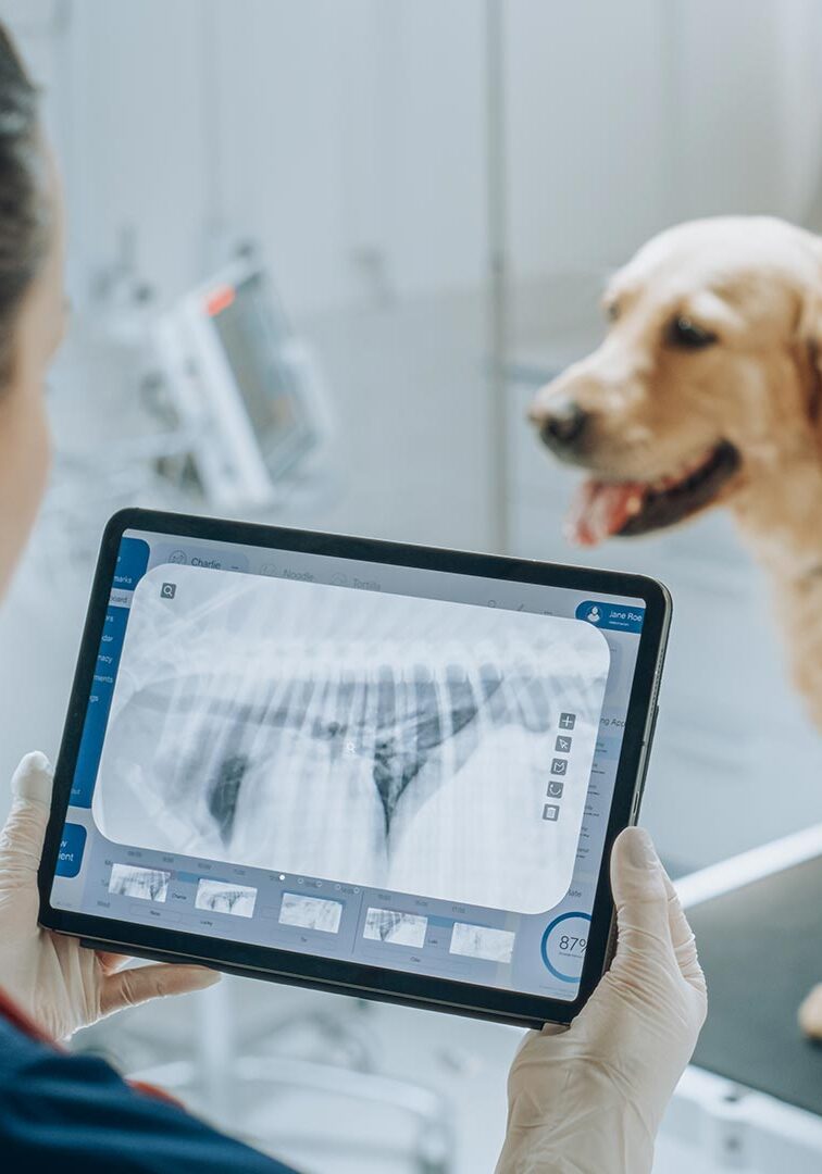 Doctor Looking At X Rays On Tablet