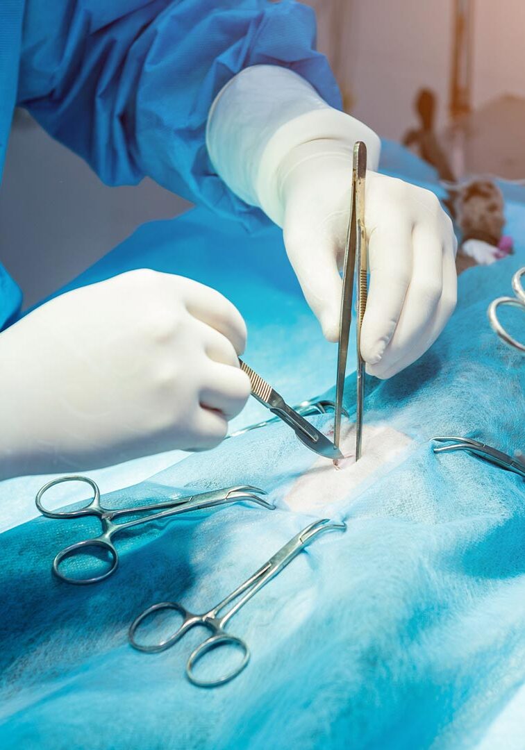 Doctor Performing Neuter Surgery On Cat