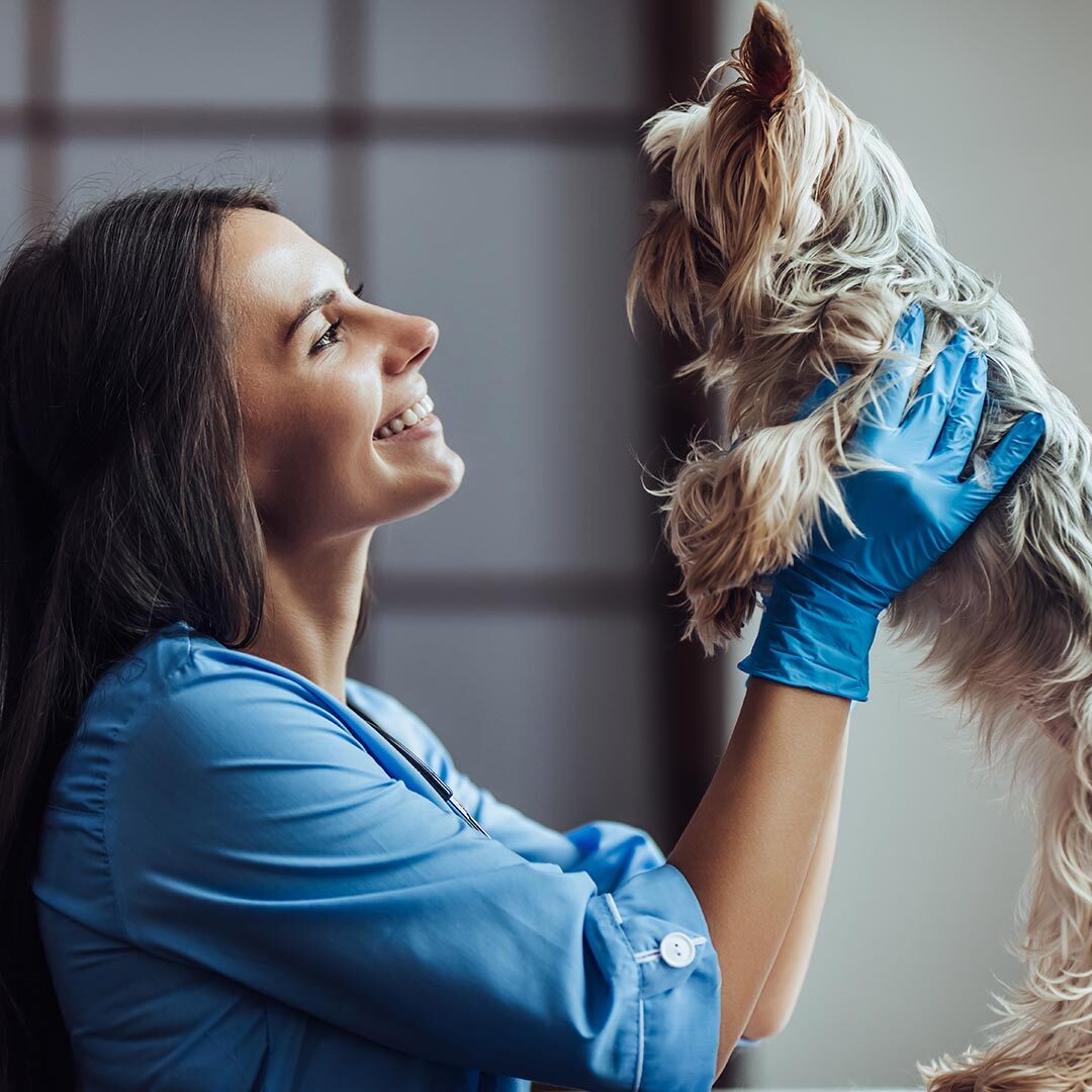 Doctor Smiling And Holding Yorkie In The Air