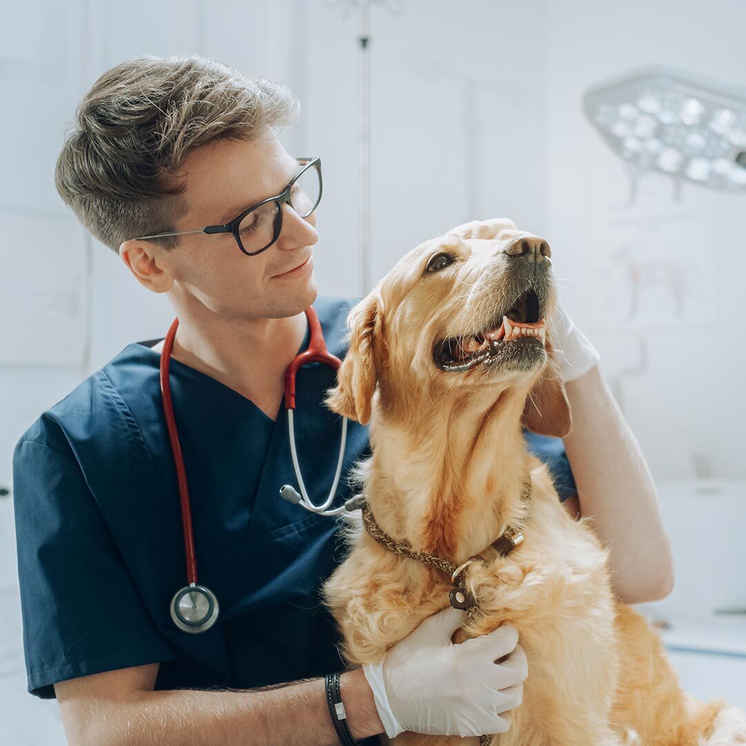 Doctor Smiling And Petting Golden Retriever