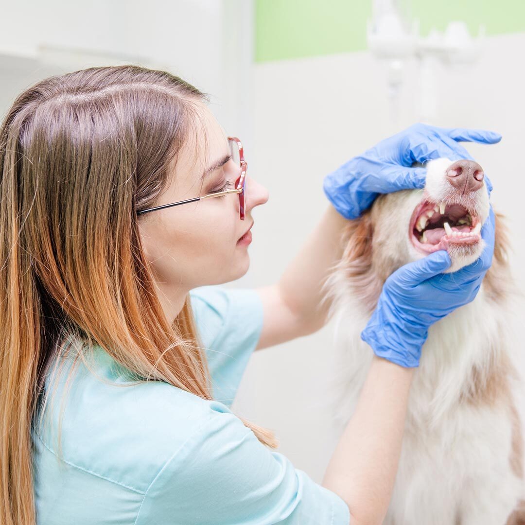 Dog And Cat Teeth Cleaning In San Francisco Ca