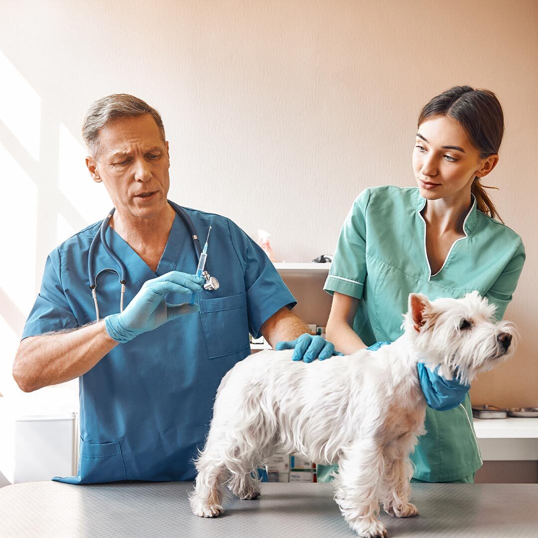 dog getting vaccines in south sanfrancisco ca