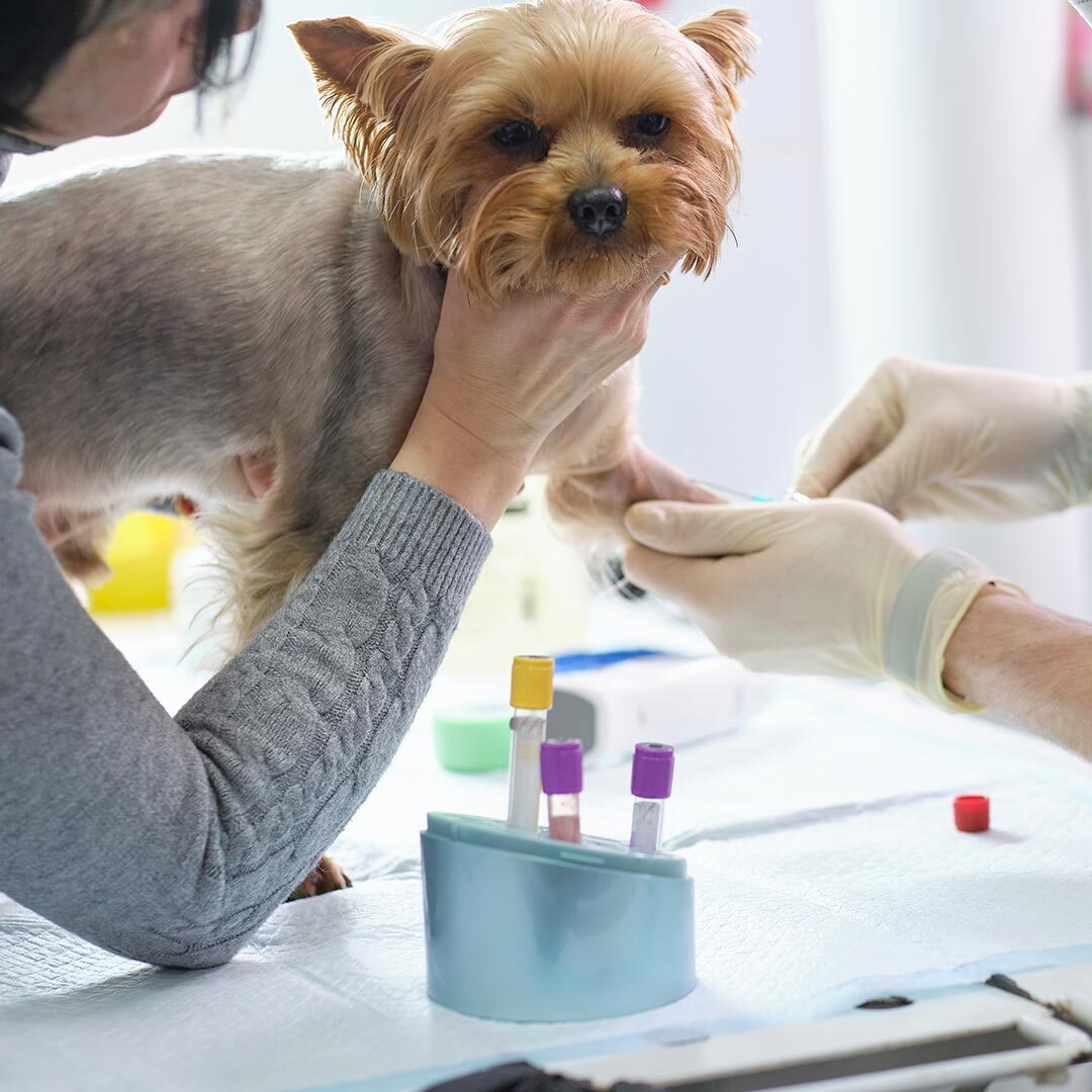 Dog Blood Work