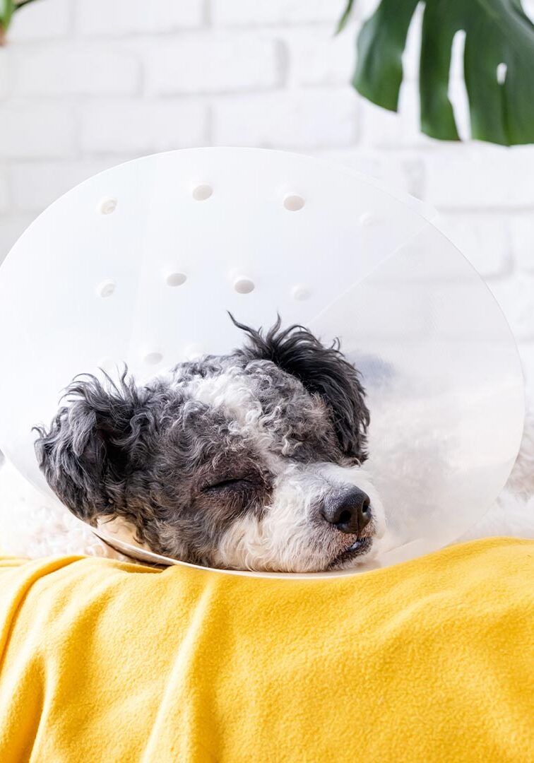 Dog Wearing A Cone And Sleeping
