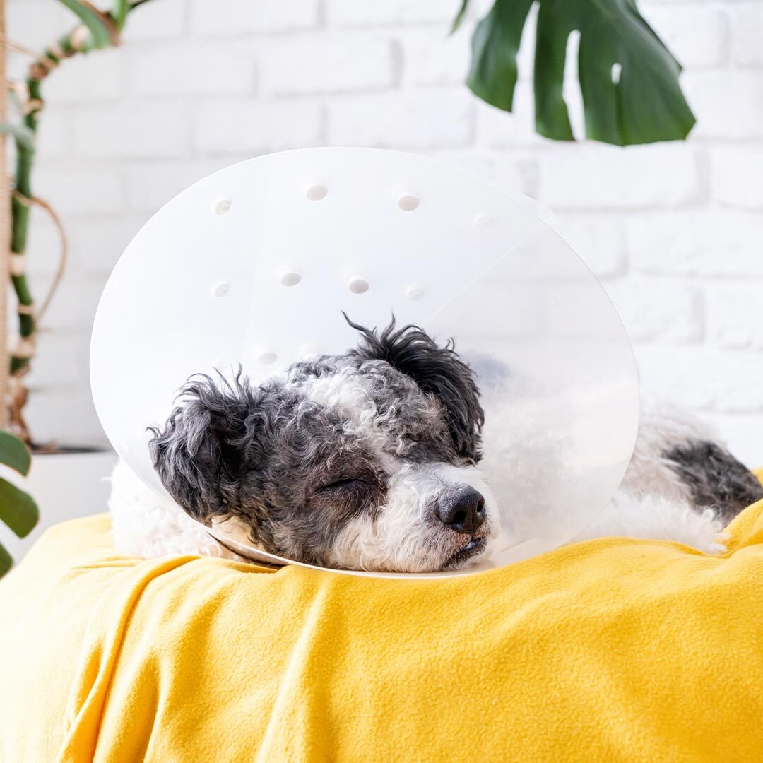 Dog Wearing A Cone And Sleeping