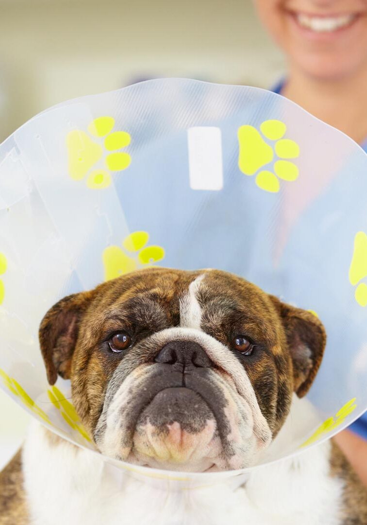 Dog Wearing Printed Plastic Cone