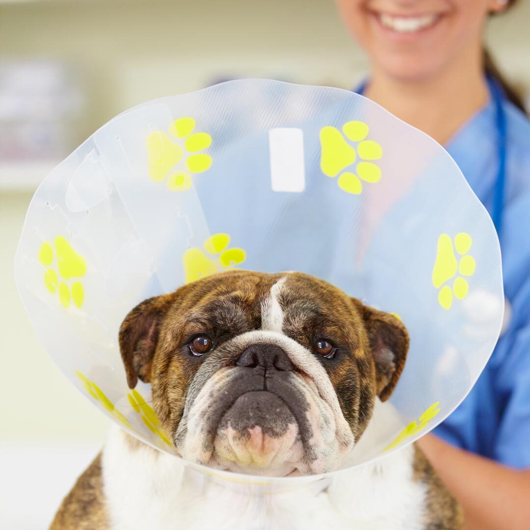 Dog Wearing Printed Plastic Cone