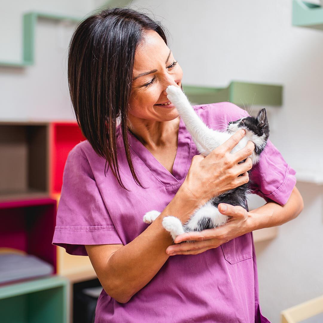 Kitten Playing With Staff Members Nose