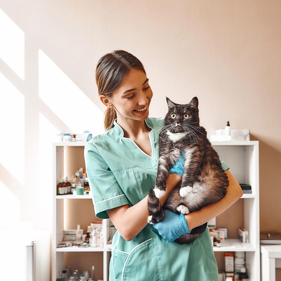 Our Veterinary Team In San Francisco Ca