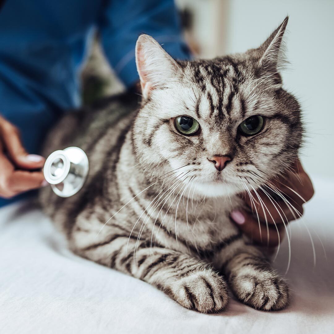 Pet Emergency Care In San Francisco Ca
