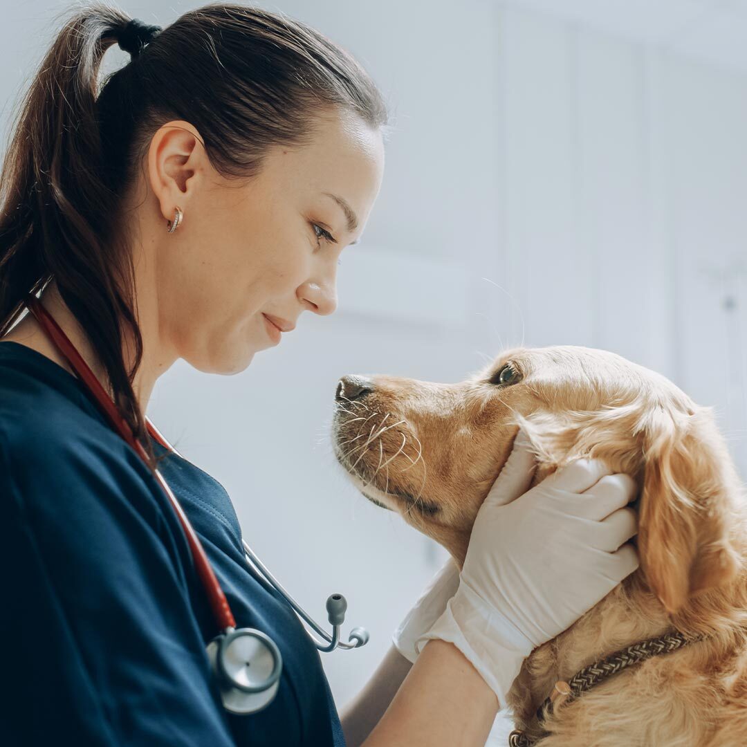 Veterinary Spay And Neuter Surgery In San Francisco Ca
