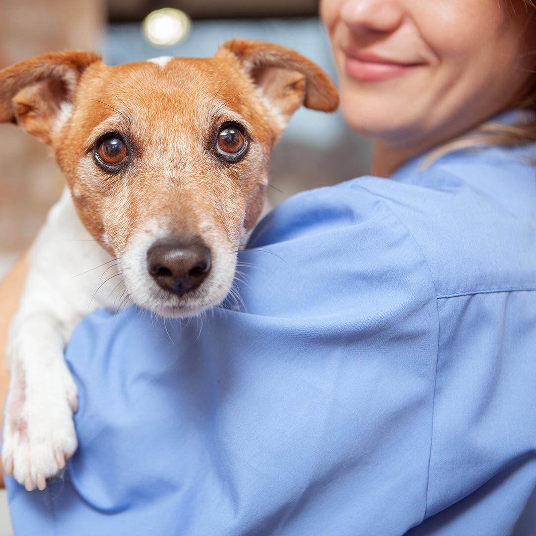 dog getting a pet wellness care exam